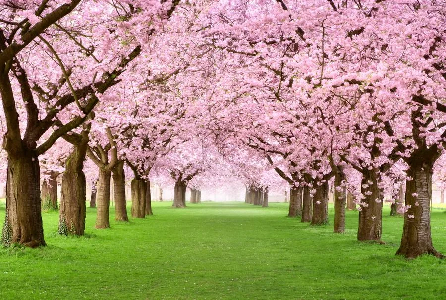 Blossom Creeks Assisted Living