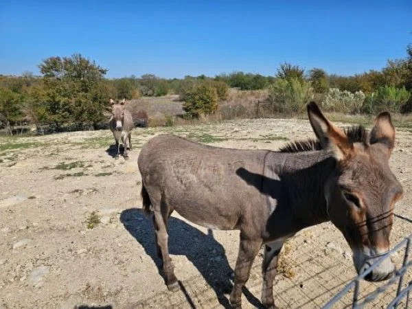 BRISTOL PARK CLEBURNE (SAGORA)