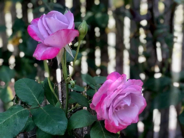COGIR OF ROHNERT PARK SENIOR LIVING