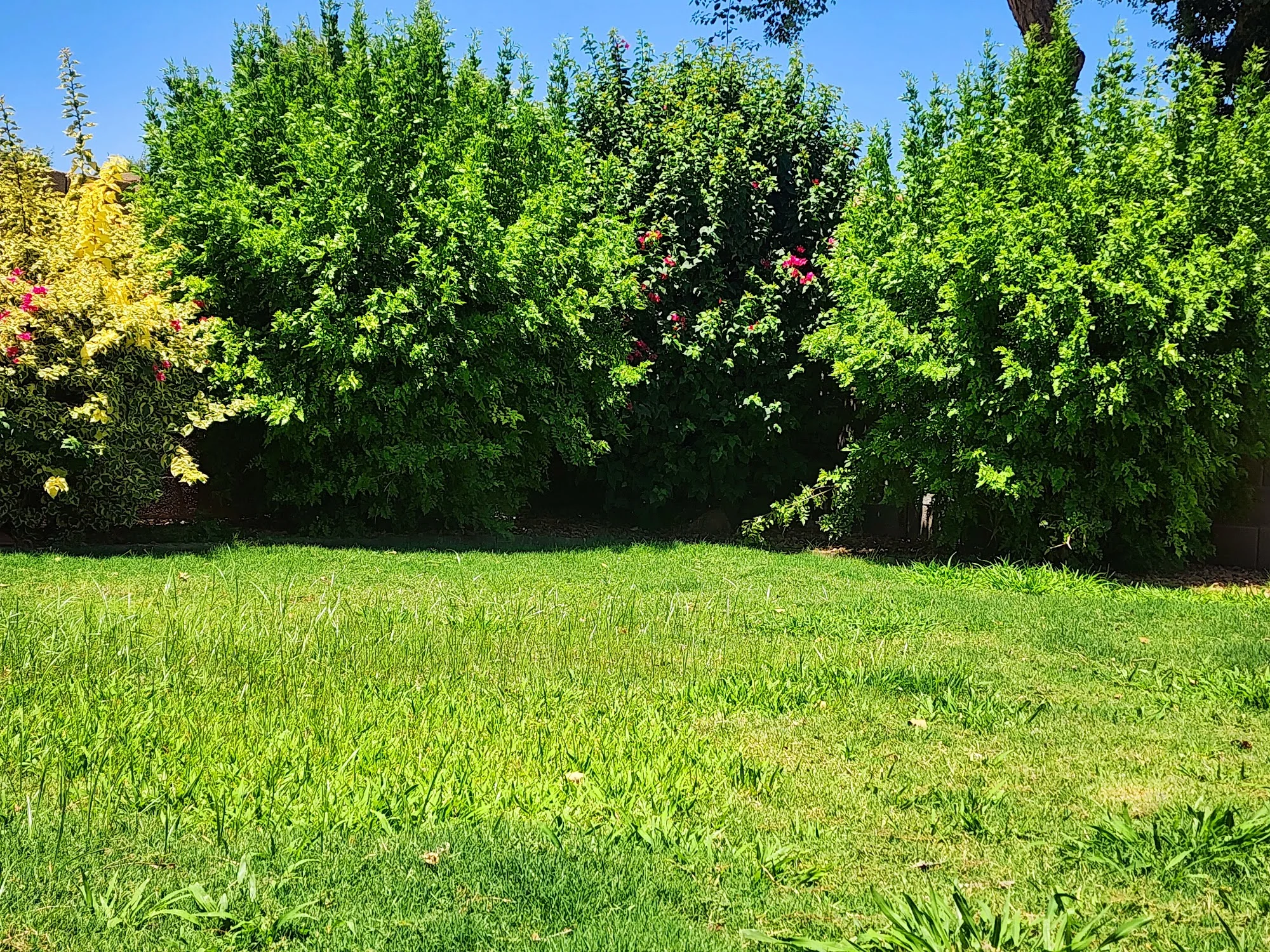 Evergreen Assisted Living LLC