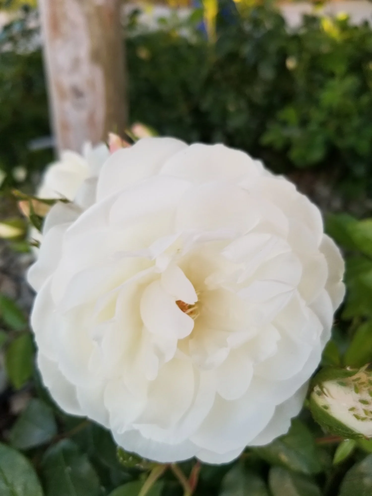 Exclusive Senior Care - Casa De Los Arboles