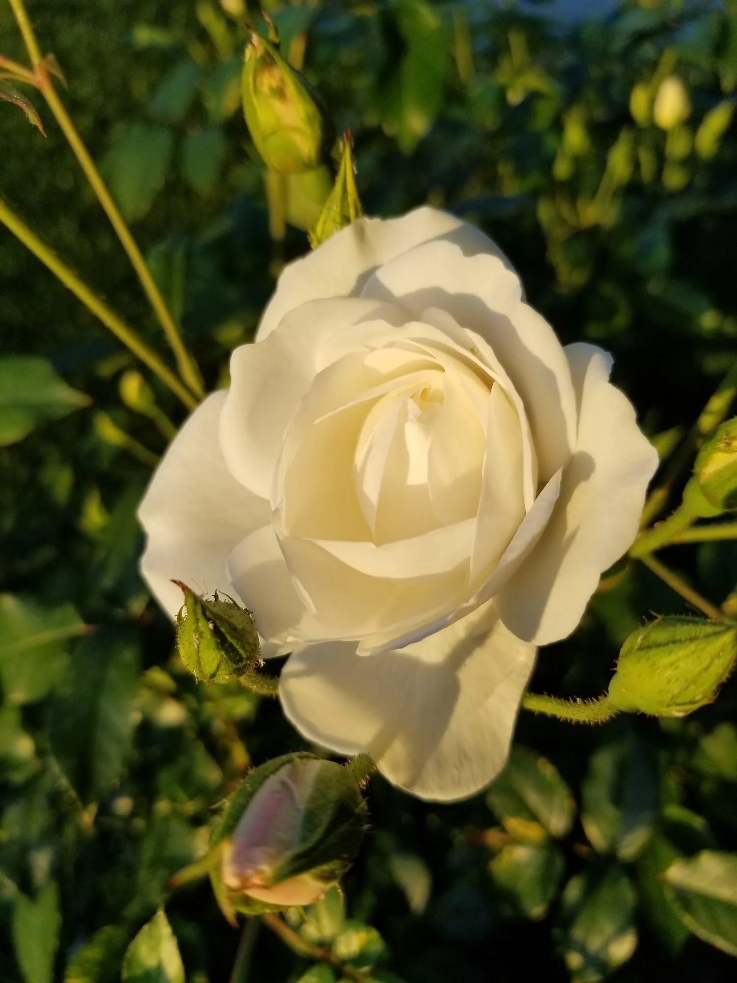 Exclusive Senior Care - Casa De Los Arboles