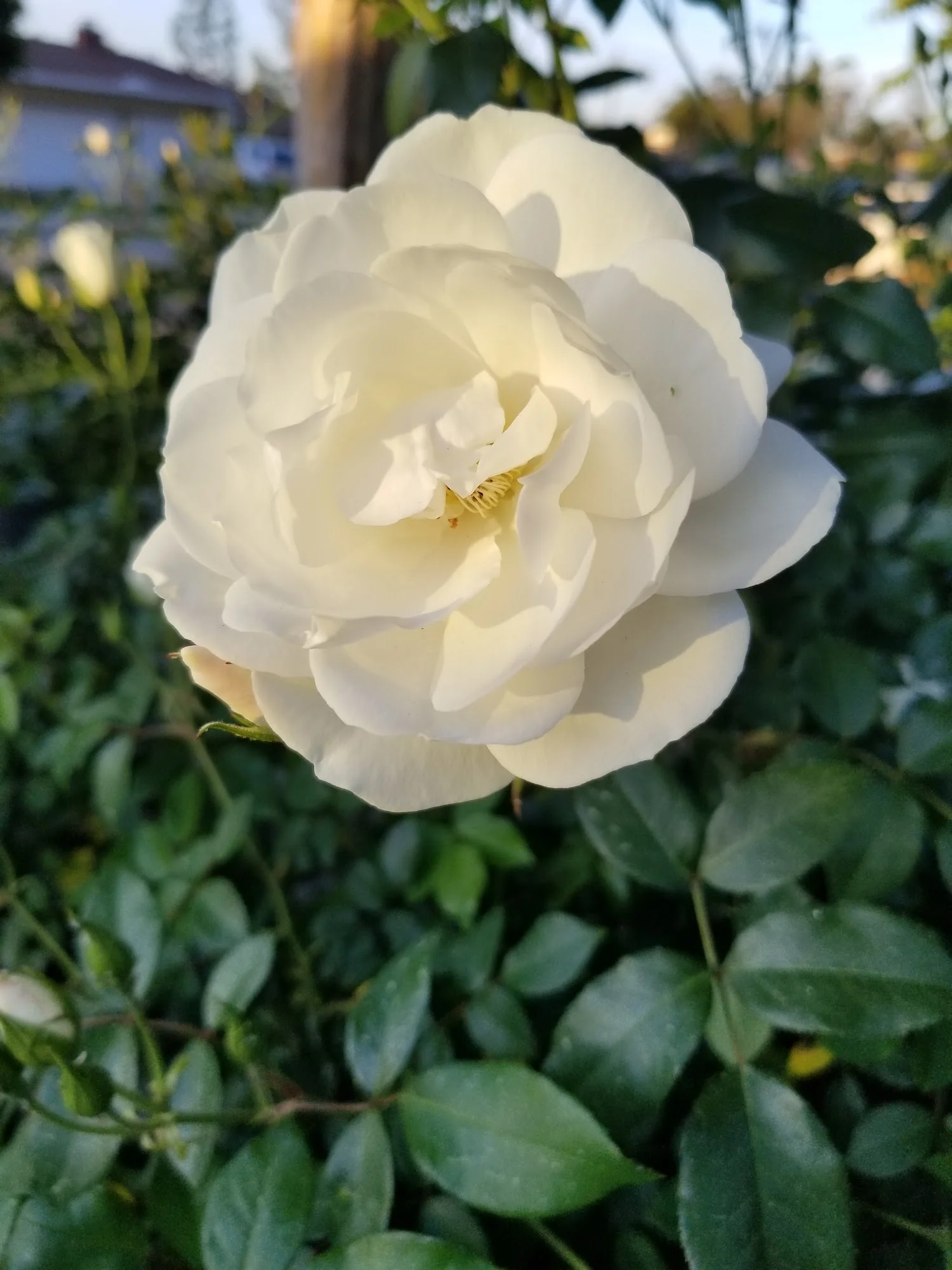Exclusive Senior Care - Casa De Los Arboles
