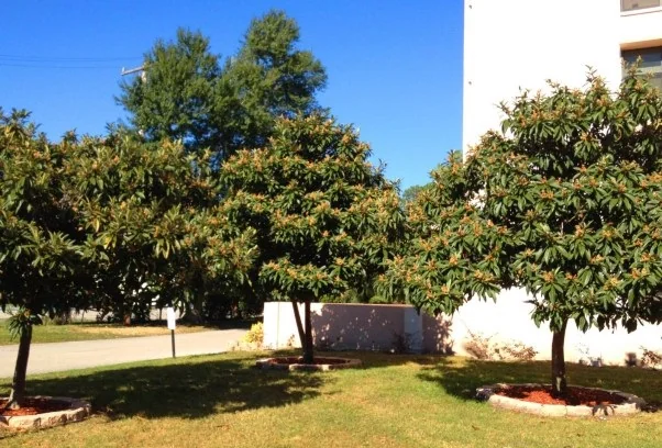 Mount Carmel Gardens Senior Apartments