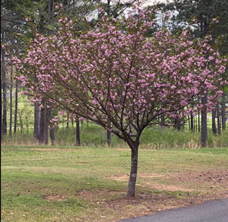 MOUNTAIN COVE ASSISTED LIVING