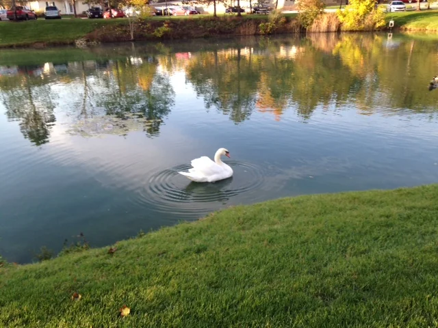 Ohio Living Swan Creek