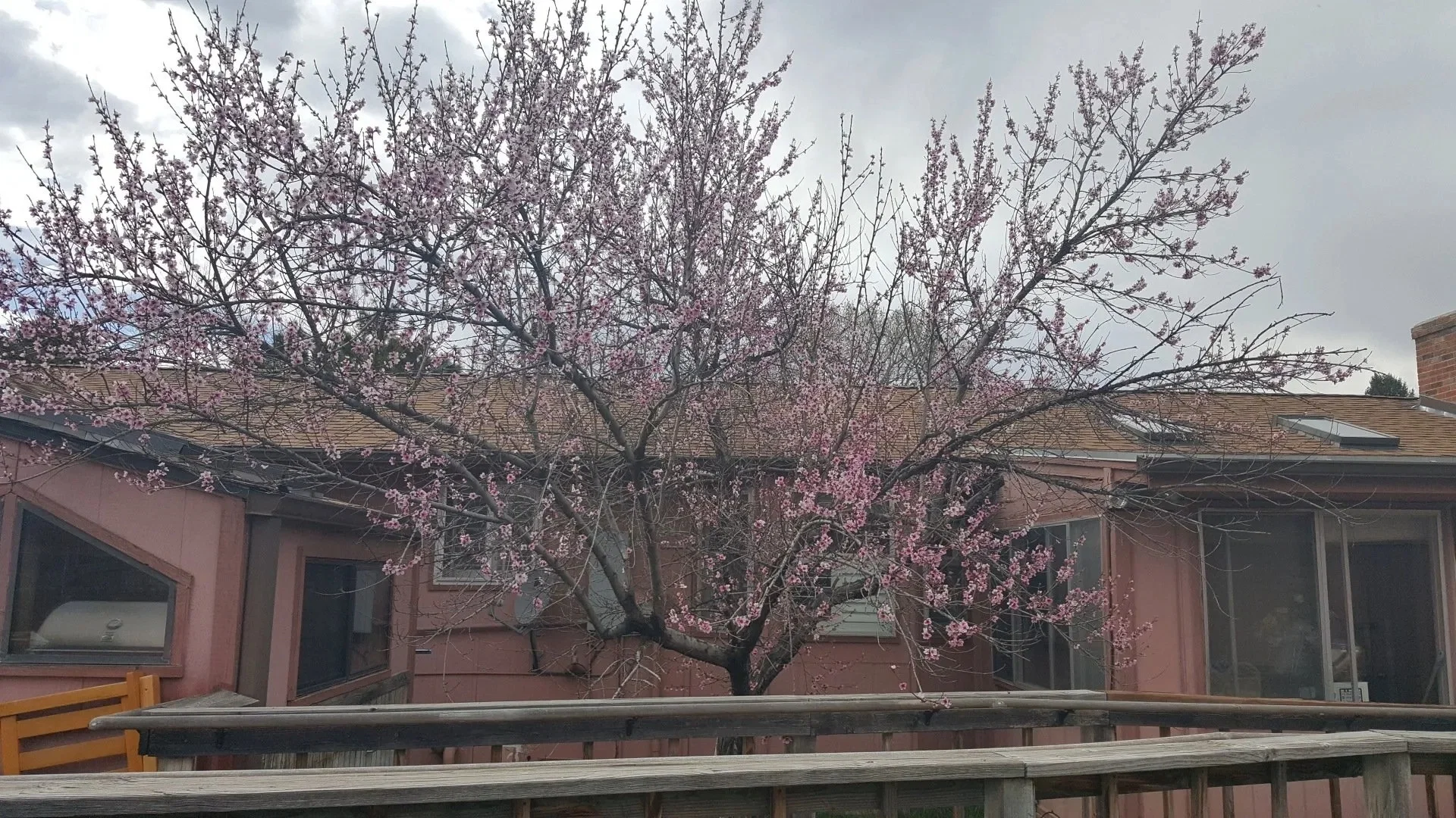 ST PETRO LAUREL HAUS