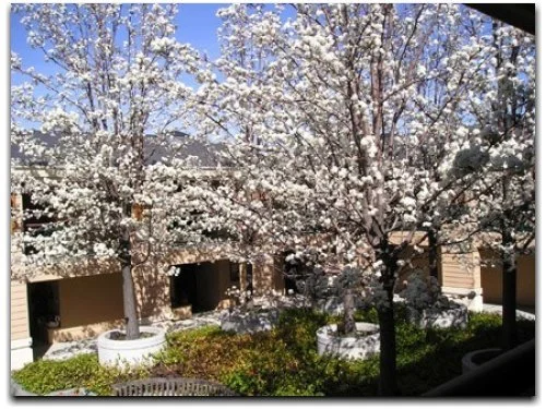 TERRACES OF LOS GATOS