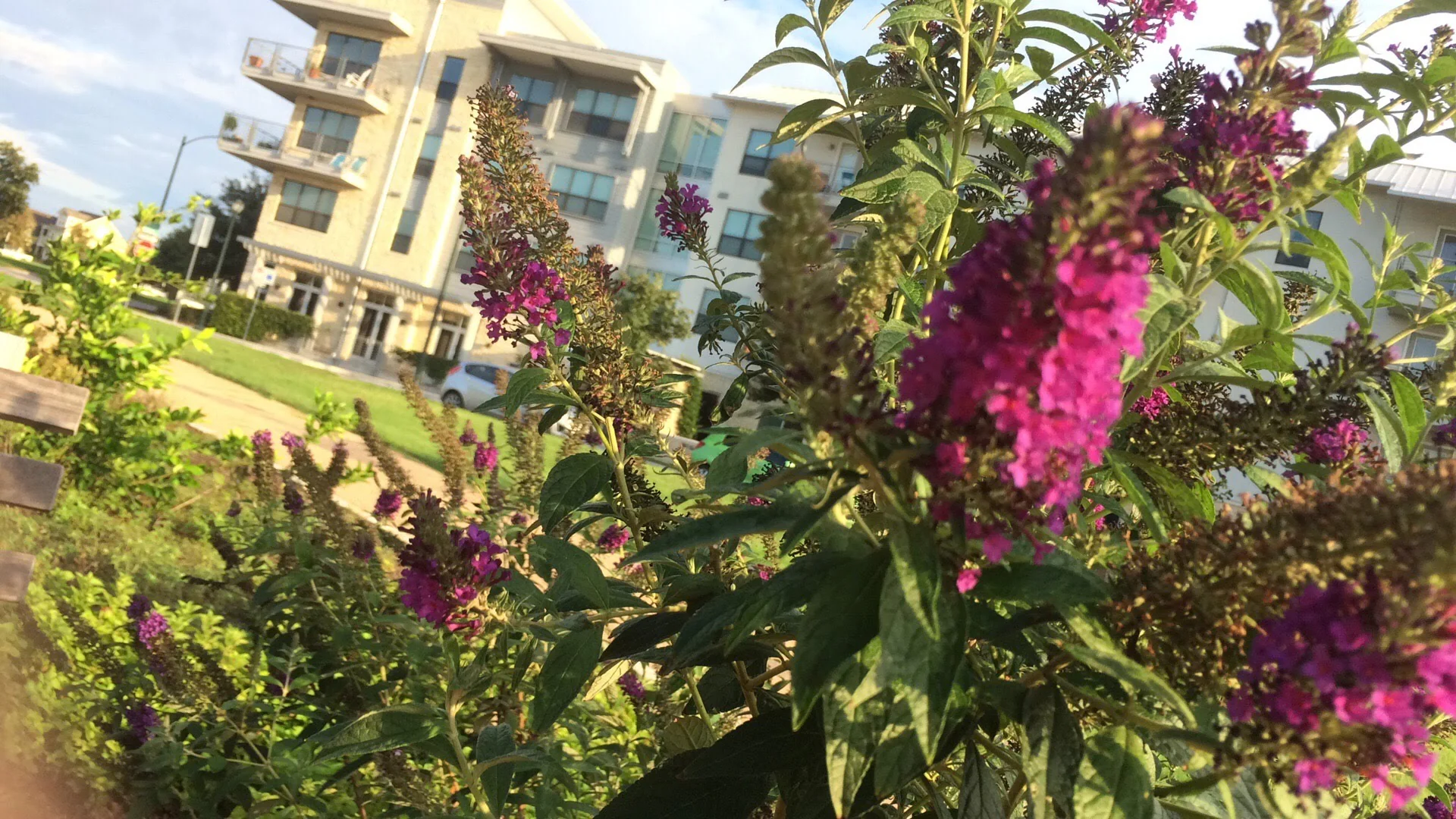 Wildflower Terrace Senior Apartments