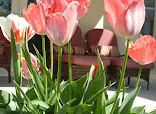 LAVENDER HILLS ASSISTED LIVING II