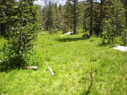 PACIFIC PINES
