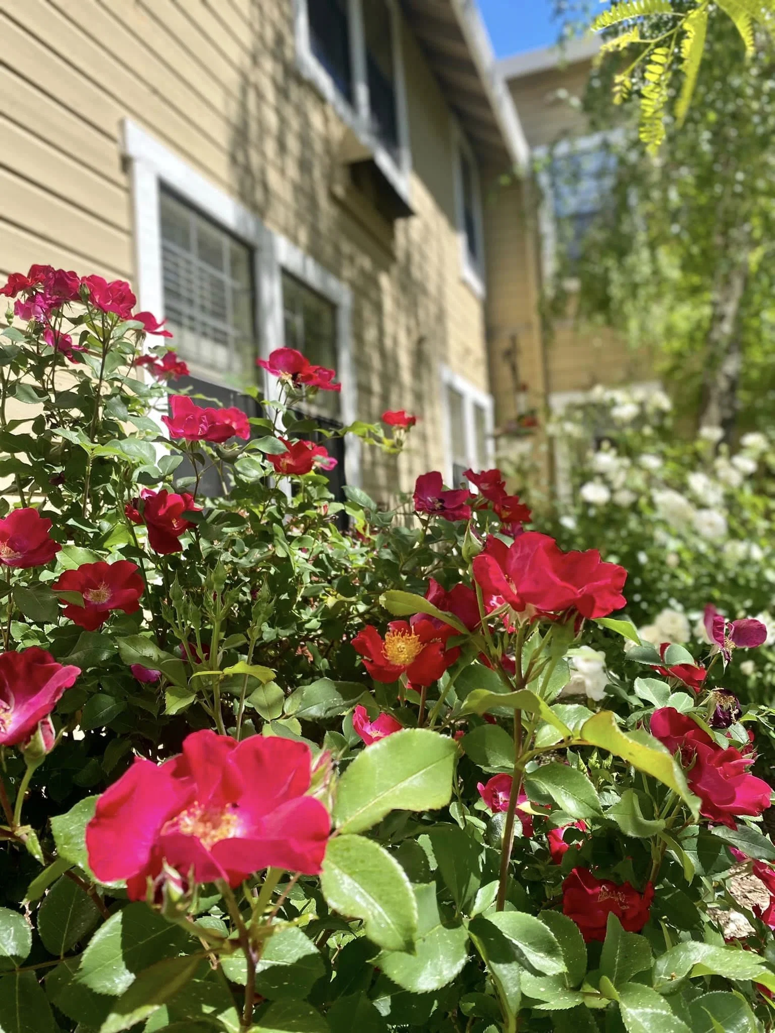 Hilltop Commons Senior Living