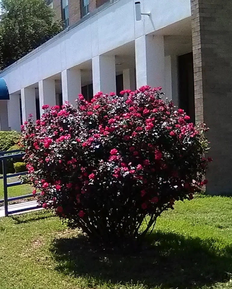 Linwood Square
