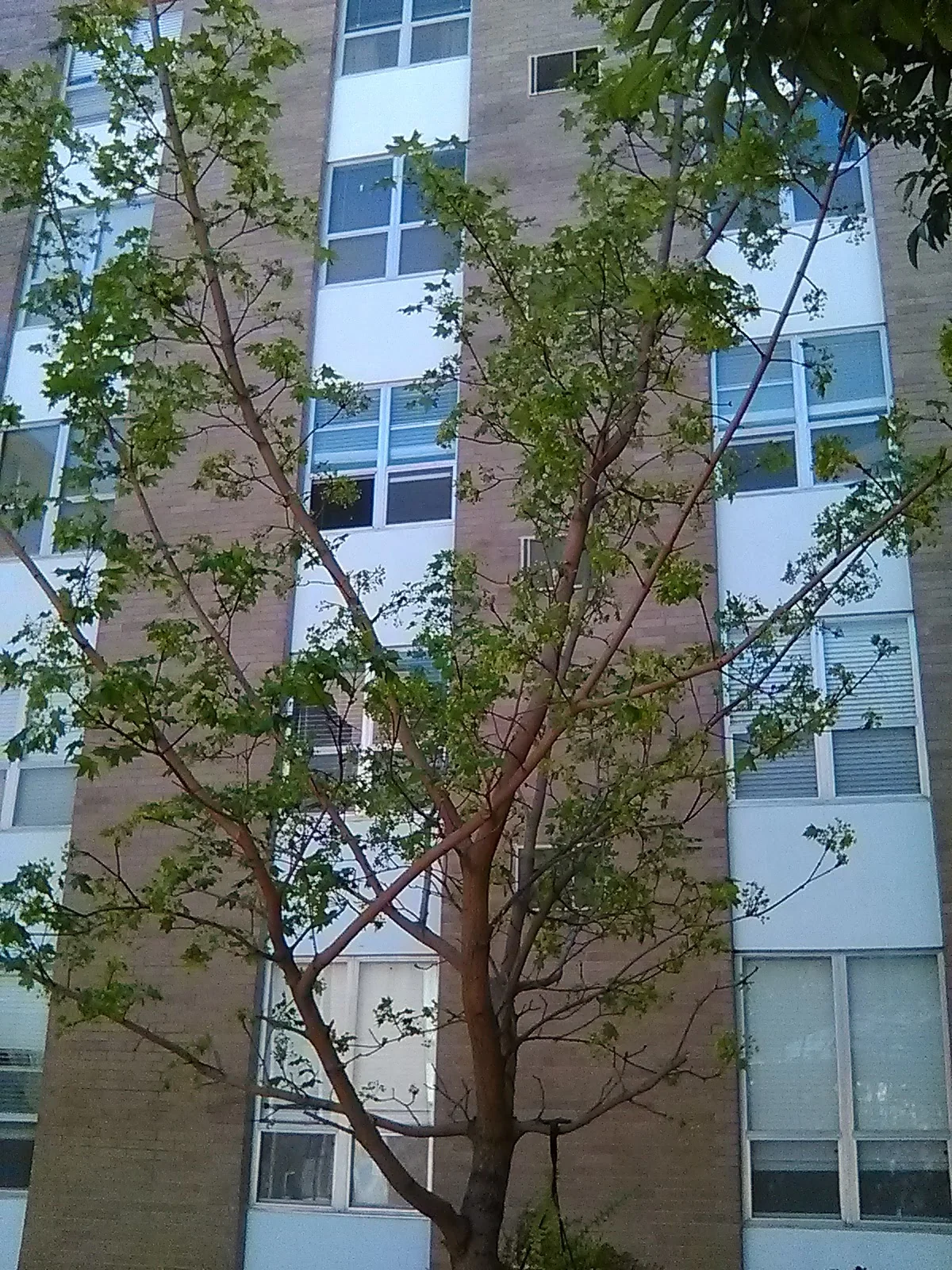 Linwood Square