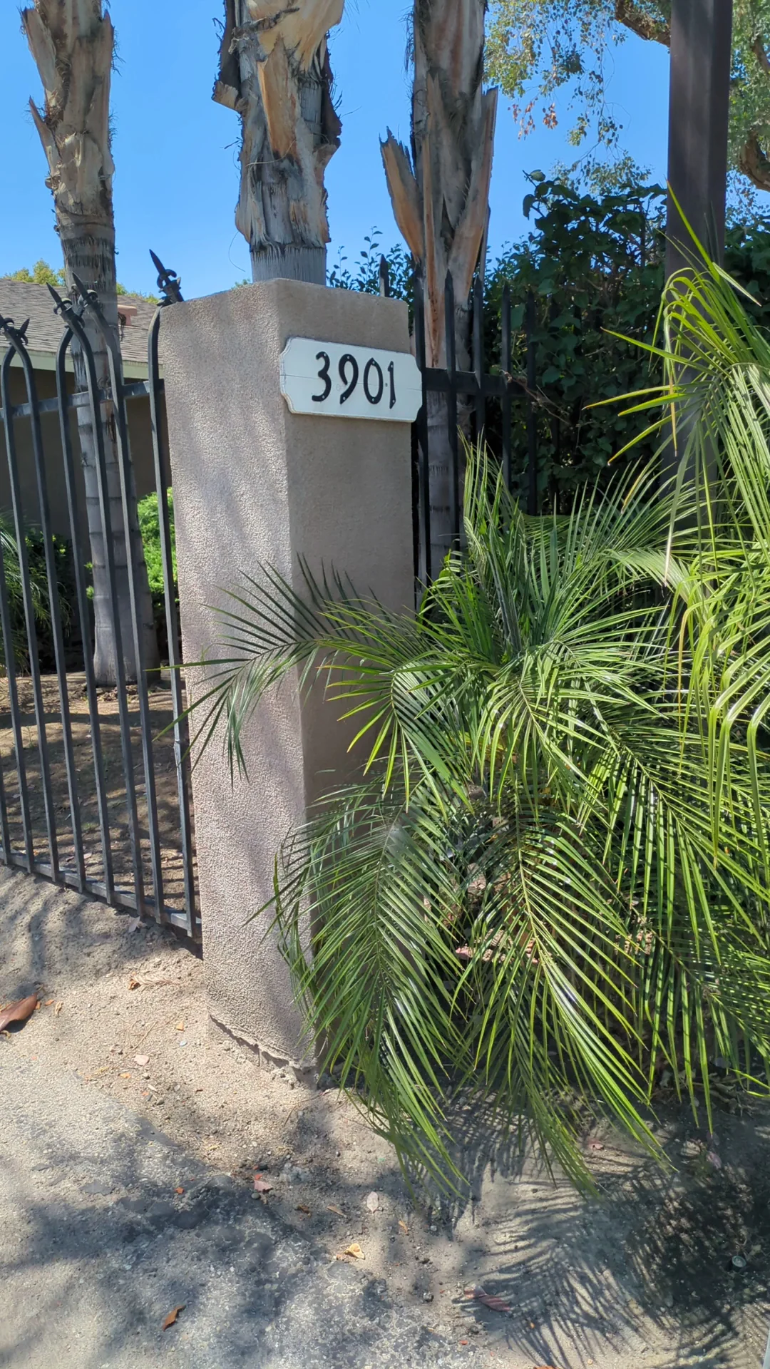Pacific Pines