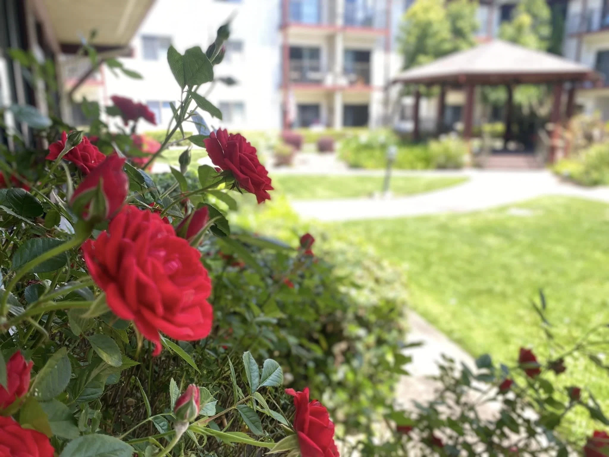 Roseville Commons Senior Living