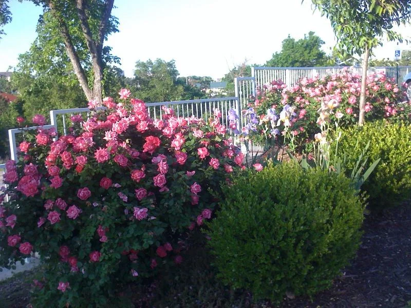 THE ROSE HOUSE