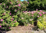 GARDENS CASTLE