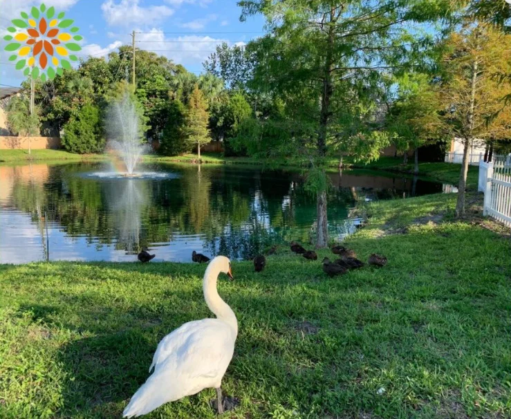 SEASONS BELLEAIR