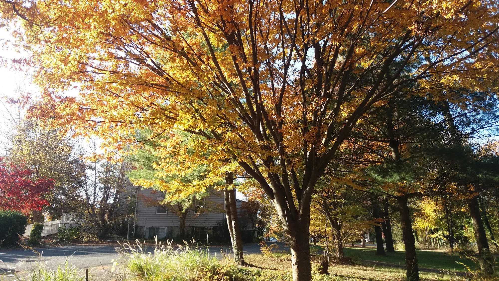 Waterfalls of Catonsville, Memory Care Home