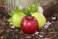 APPLE REHAB CLIPPER