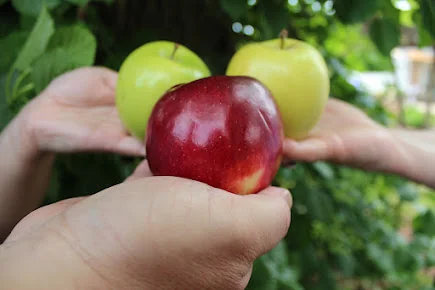 APPLE REHAB CLIPPER