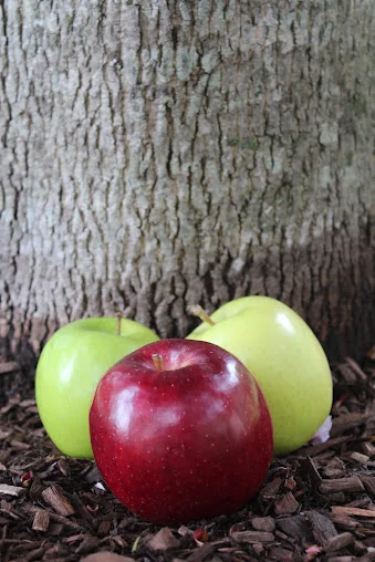 APPLE REHAB CLIPPER