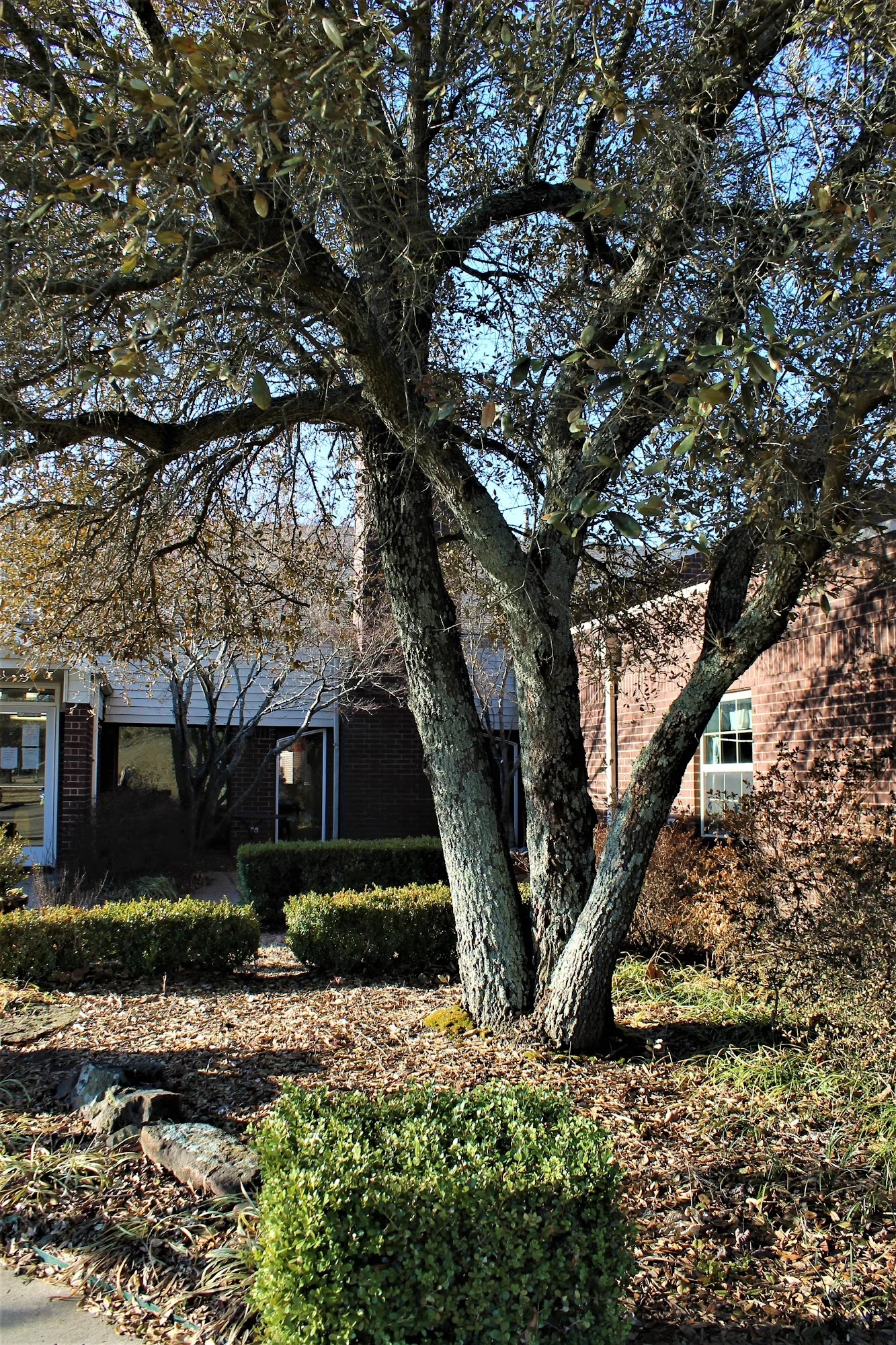 BRENTWOOD EXTENDED CARE & REHAB