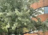 CAMBRIDGE HEALTH AND REHABILITATION CENTER