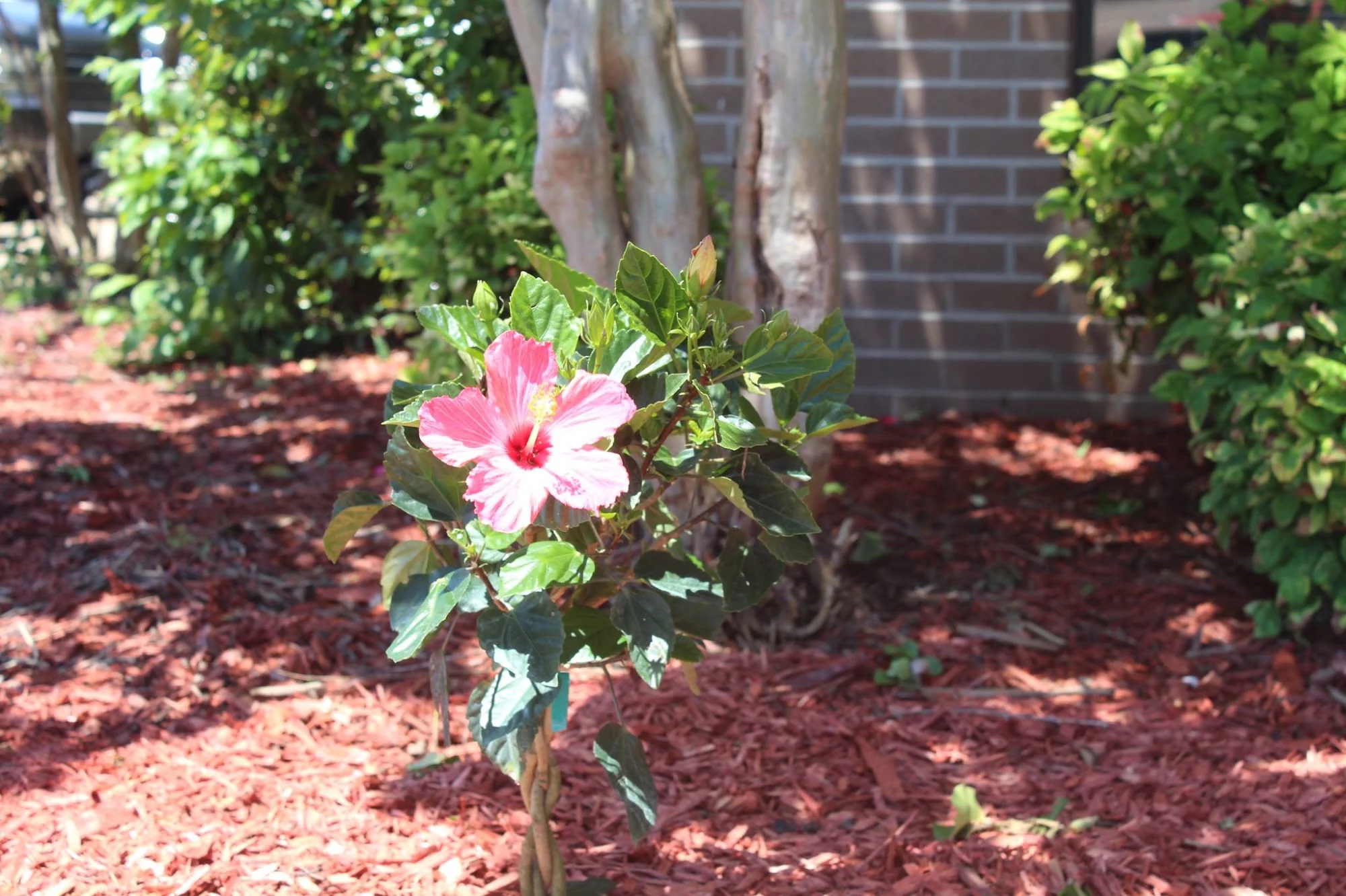 CORNERSTONE REHABILITATION AND HEALTHCARE CENTER