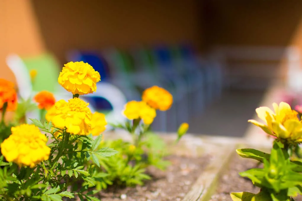 GARDENS AT MILLVILLE, THE