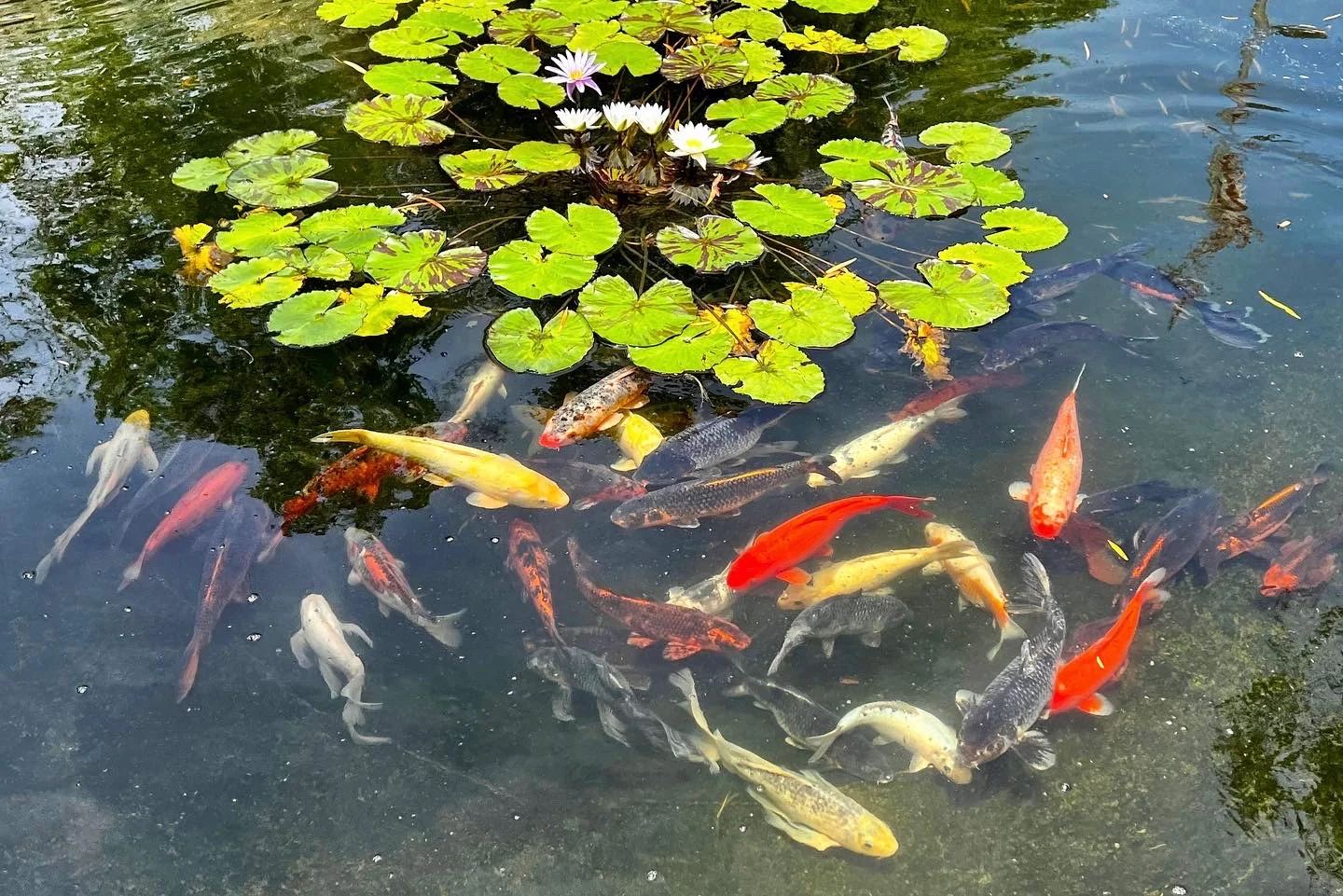 MOUNT SAN ANTONIO GARDENS
