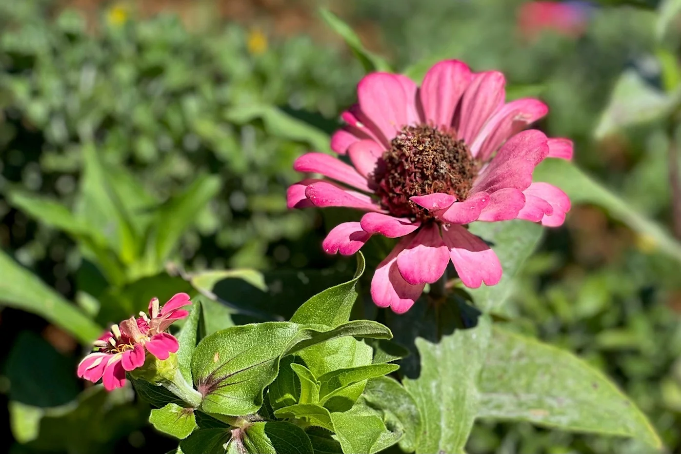 MOUNT SAN ANTONIO GARDENS