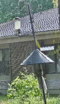 NORTHERN CARDINAL REHABILITATION AND NURSING