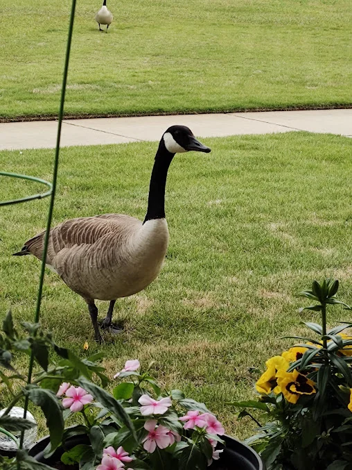 OAKS ON PARKWOOD SKILLED NURSING FACILITY