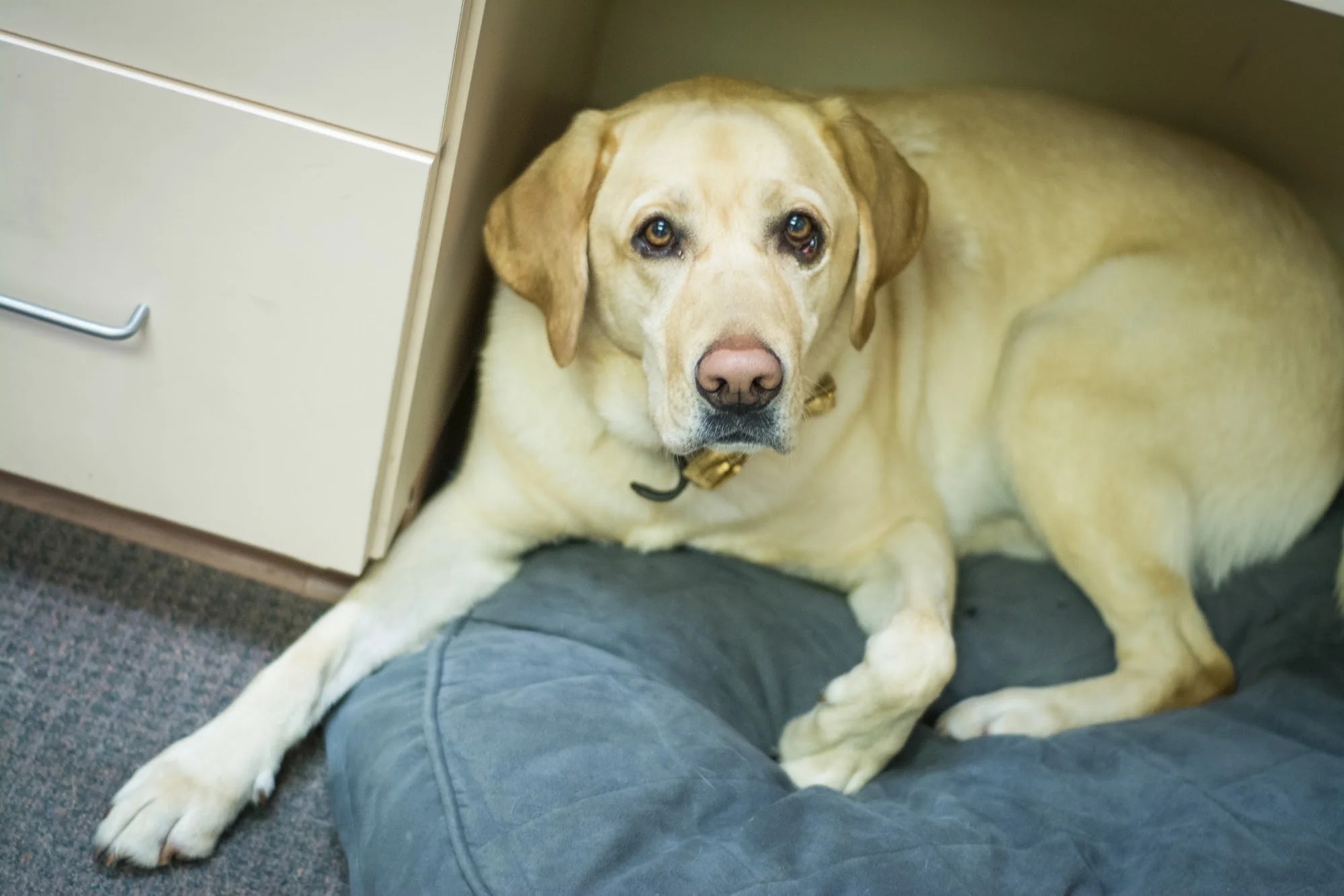 PICKERINGTON CARE AND REHABILITATION