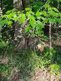 SHADY LAWN HEALTH AND REHABILITATION