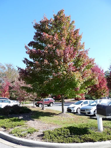 SMOKY MOUNTAIN HEALTH AND REHABILITATION CENTER
